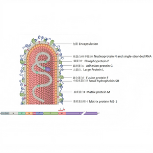 RSV VIRUS.png