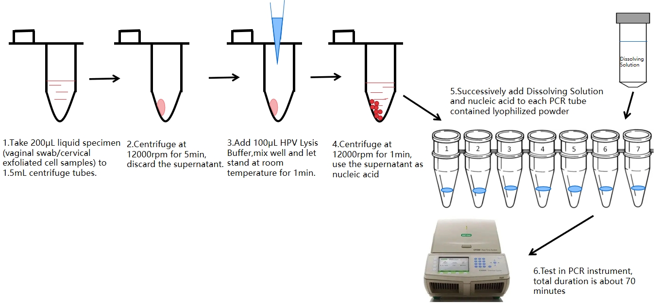 hpv PCR検査のプロセス